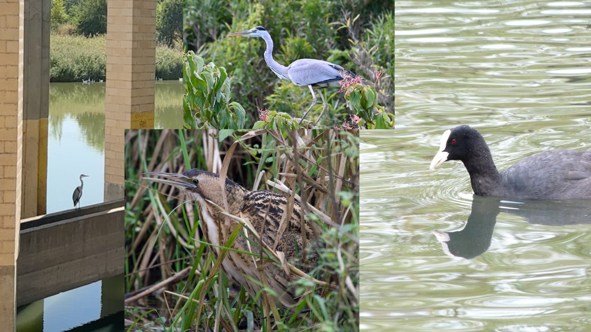 Las aves del Tajo: guardianas de la biodiversidad en Toledo